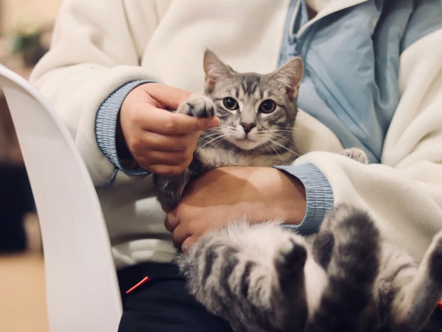 Gato en una consulta veterinaria en Mendoza